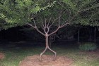 [图文] 33张活久未见的园艺照片，这么修剪问过树的感受吗