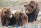 [新闻] 上海饲养员被熊攻击遇难：群熊全处理，一只也不能留