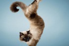 [美图] 超搞笑的“瑜伽猫”